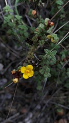 Chaetolepis microphylla
