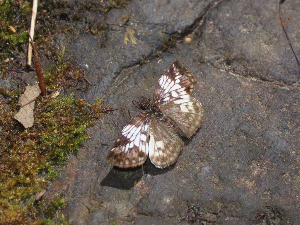 Quira Skipper