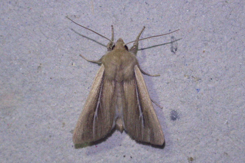 Shore Wainscot