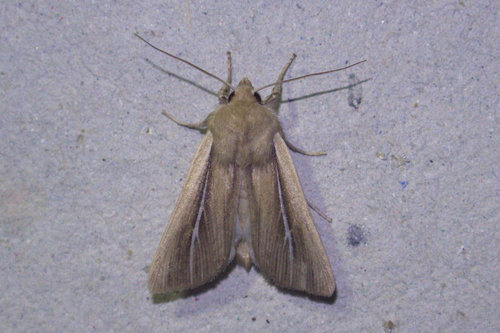 Shore Wainscot