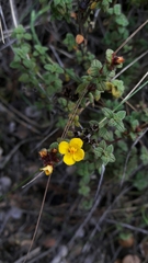Chaetolepis microphylla