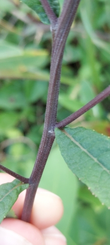 Image of Vernonia glauca by no rights reserved