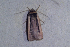 Ochropleura leucogaster