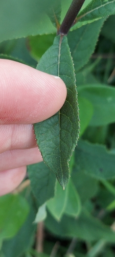 Image of Vernonia glauca by no rights reserved