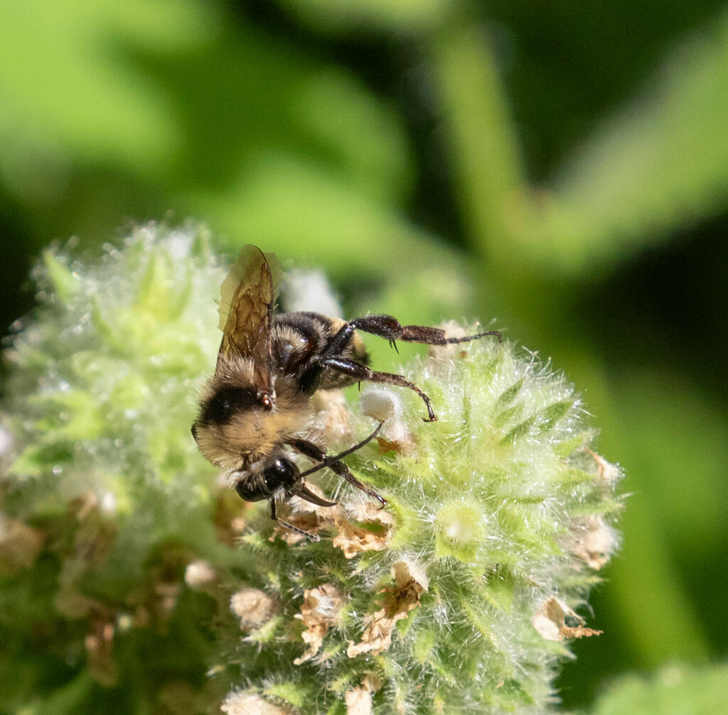 California Bumble Bee from Mount Diablo State Park, Mitchell Canyon ...