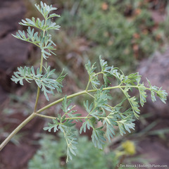 Lomatium multifidum
