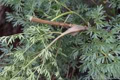 Lomatium multifidum