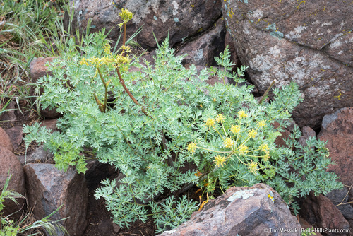 fernleaf biscuitroot (Lomatium dissectum)