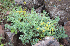 Lomatium multifidum