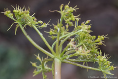 Lomatium multifidum