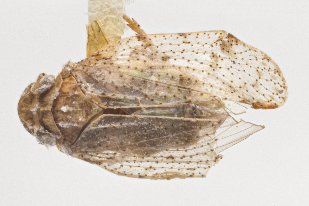 Microledrida arida