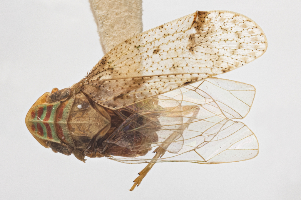 Microledrida virida