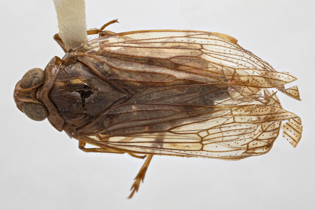 Mnemosyne arenae