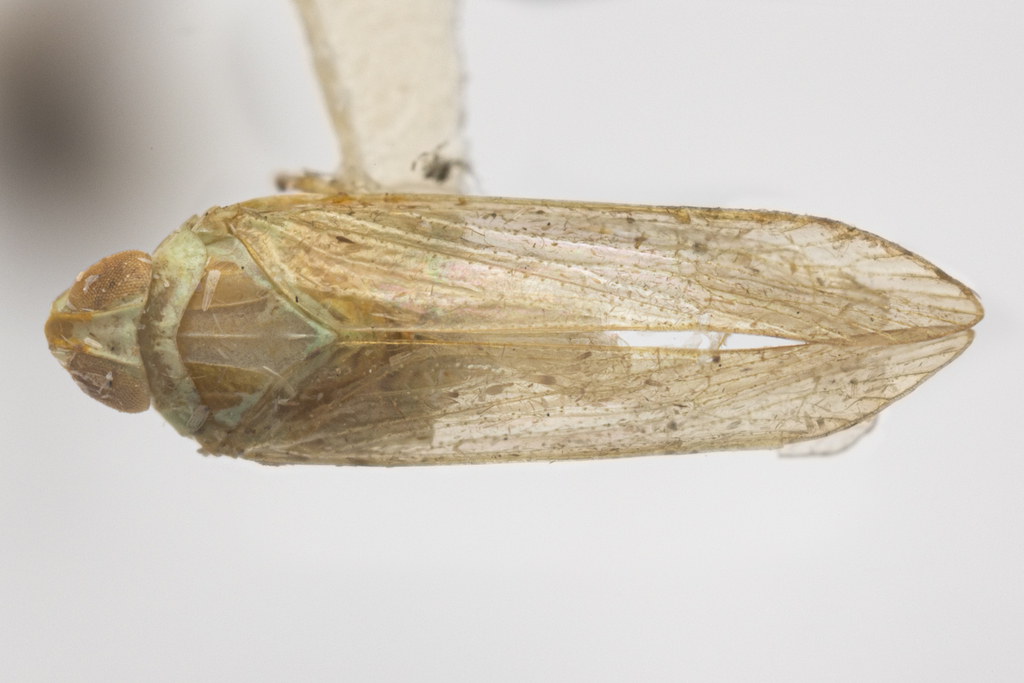 Haplaxius deleter