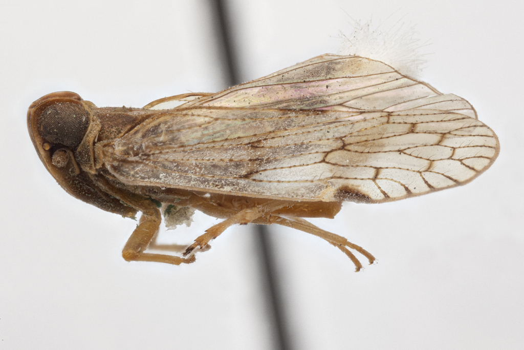 Nivcentia from Balthazar, Grenada by University of Delaware Insect ...