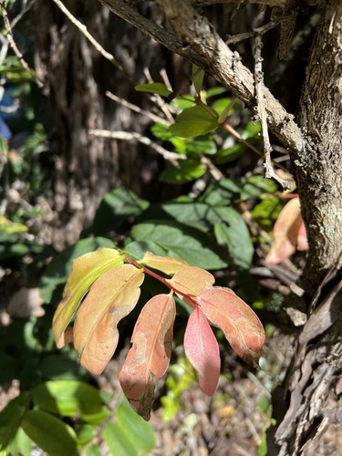 Diospyros hillebrandii observed 2023-02-10