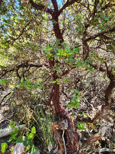 Image of Arctostaphylos nummularia by (c) Rupert Clayton, some rights reserved (CC BY)