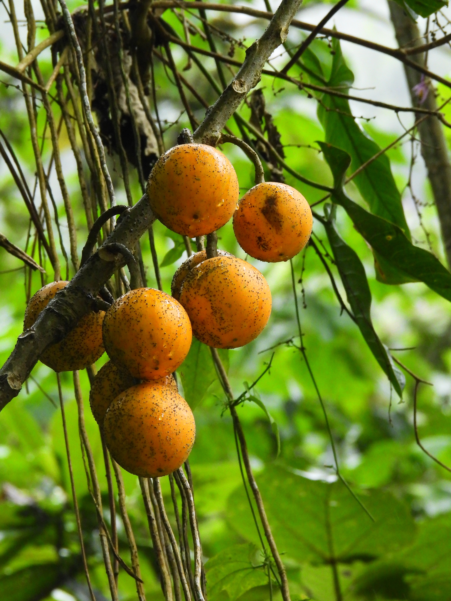 Mountain papaya