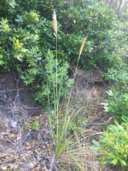 Austroderia splendens