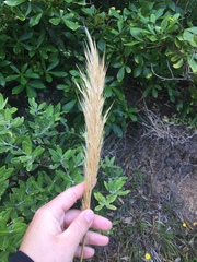Austroderia splendens