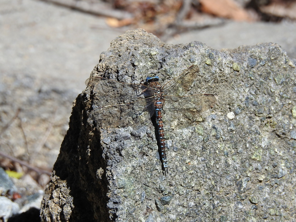Azure Hawker