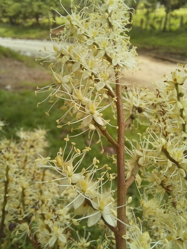 Copaifera aromatica - Whole tree