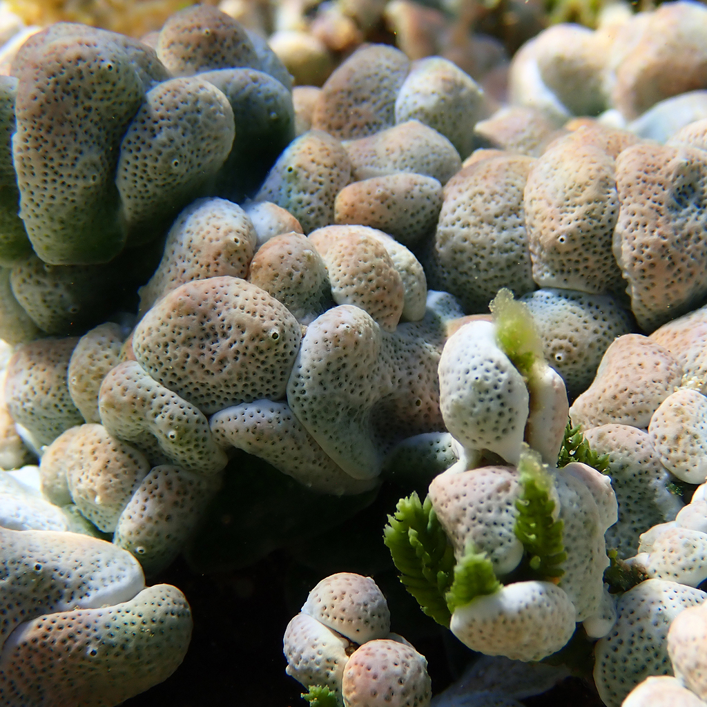 Lissoclinum bistratum
