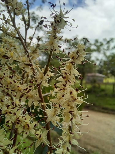 Copaifera aromatica - Whole tree