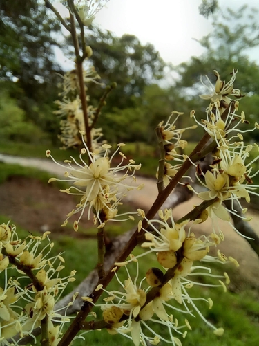 Copaifera aromatica - Leaves