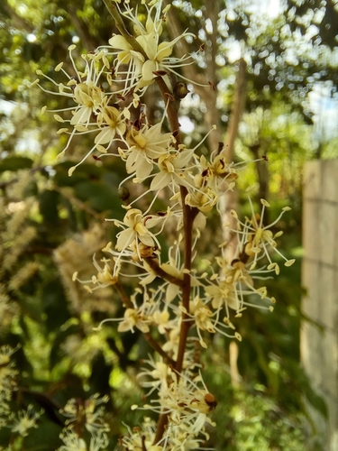 Copaifera aromatica - Leaves