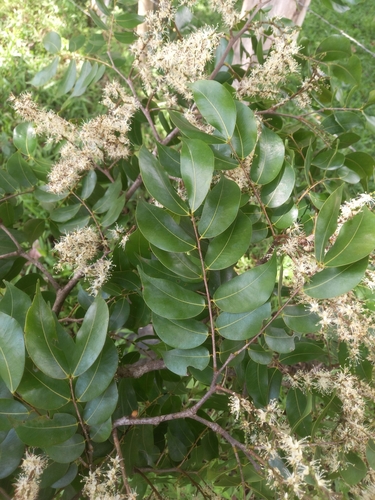 Copaifera aromatica - Whole tree