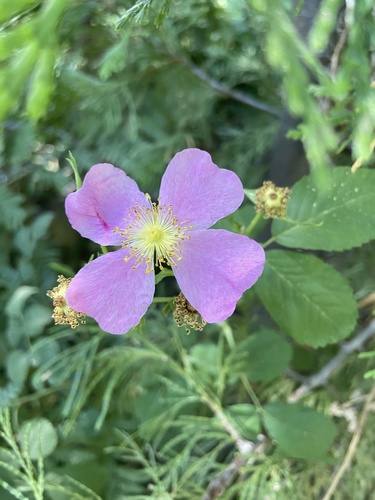 iNaturalist observation photo of California Wild Rose
