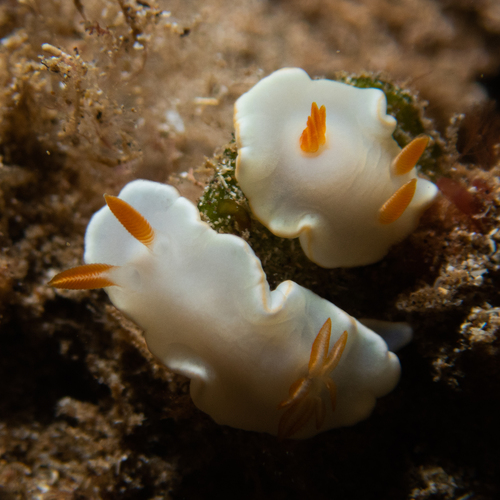 Yellow-margin Nudibranch