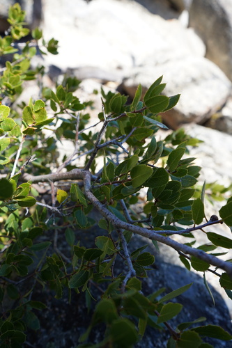 iNaturalist observation photo of interior live oak