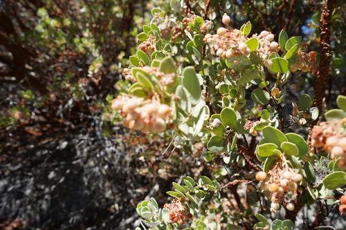 iNaturalist observation photo of Pringle's manzanita