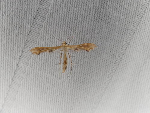 Fire-flag Plume Moth photo 3