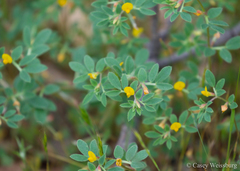 Acmispon wrangelianus