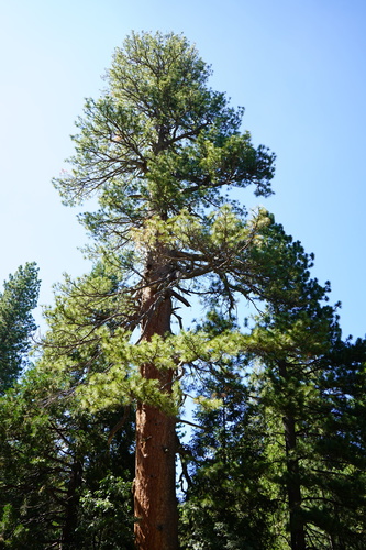 iNaturalist observation photo of Western Ponderosa Pine