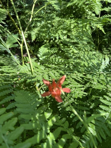 iNaturalist observation photo of western columbine
