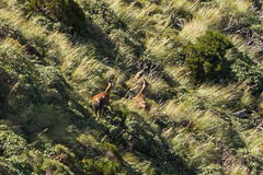 Cervus elaphus elaphus