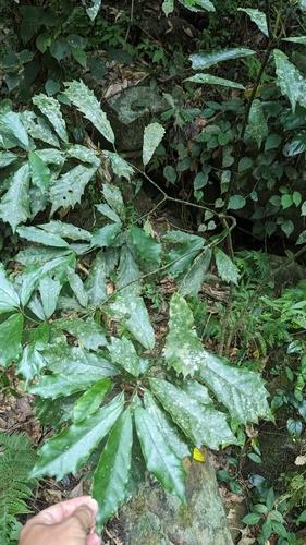 Image of Aucuba Obcordata (Aucuba obcordata) by (c) 潘立傑 LICHIEH_PAN, some rights reserved (CC BY)