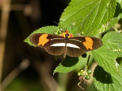 Heliconius erato phyllis