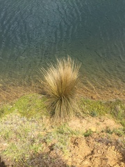 Austrostipa stipoides