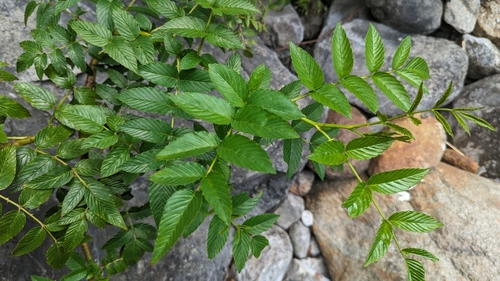 Image of Atherton Raspberry (Rubus fraxinifolius) by (c) 潘立傑 LICHIEH_PAN, some rights reserved (CC BY)