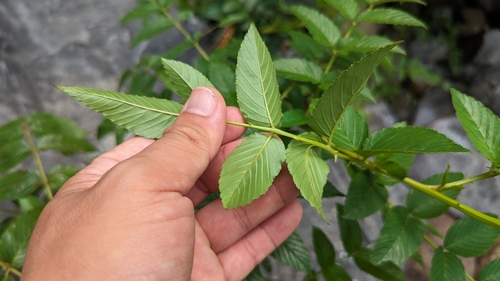 Image of Atherton Raspberry (Rubus fraxinifolius) by (c) 潘立傑 LICHIEH_PAN, some rights reserved (CC BY)