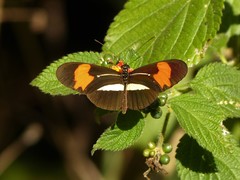 Heliconius erato phyllis