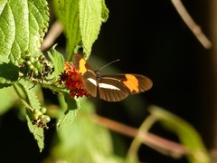 Heliconius erato phyllis