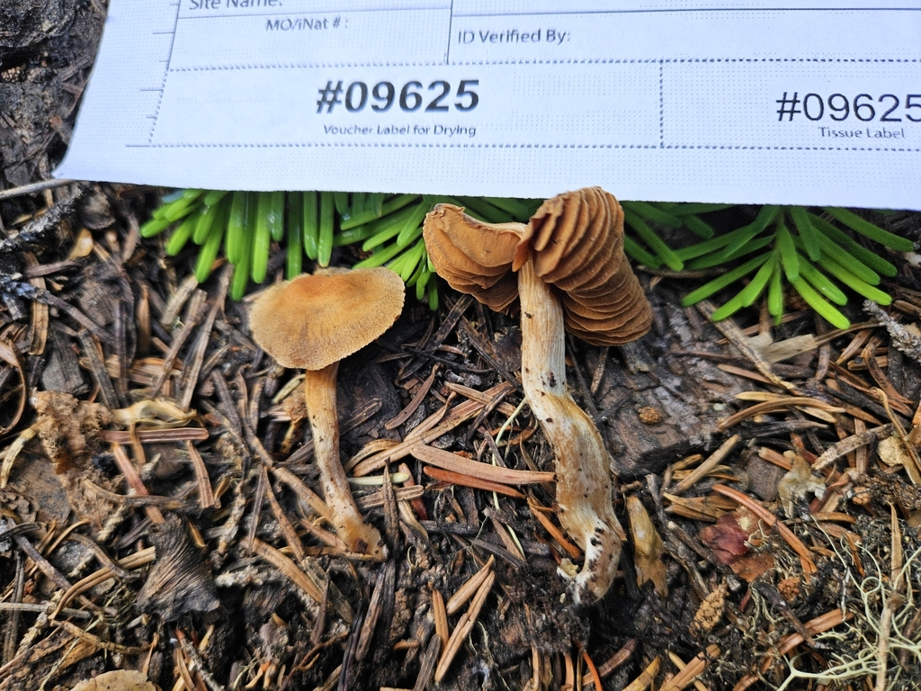 Cortinarius sp. 'PNW68'