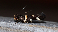 Macrobathra alternatella