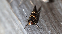 Macrobathra alternatella